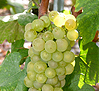 uva Chardonnay